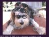carte postale chien n&deg;2